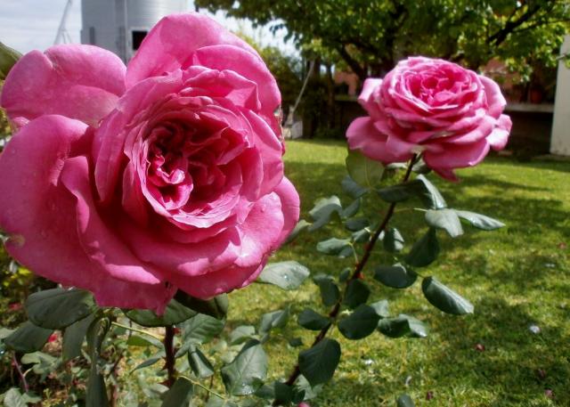 Pair of Large Pink Long Stem Roses Growing in Garden.JPG