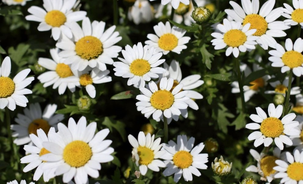Garden of White Daisies with Yellow Center.JPG