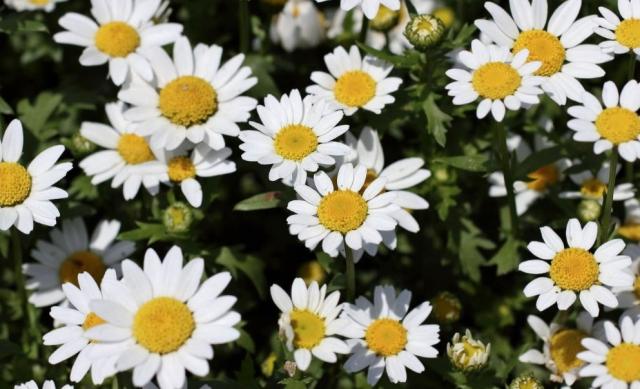 Garden of White Daisies with Yellow Center.JPG