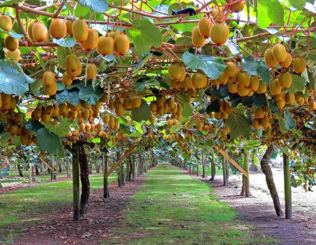 Kiwi tree farm with full of riped kiwi fruits