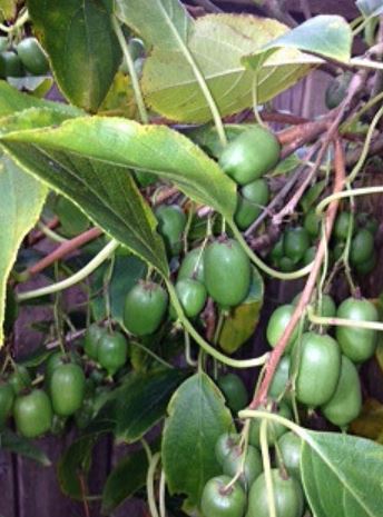 Kiwi tree with green kiwi fruits