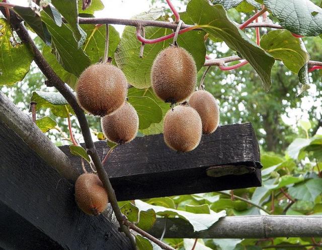 Kiwi tree with riped kiwi fruits in brown with furry skin