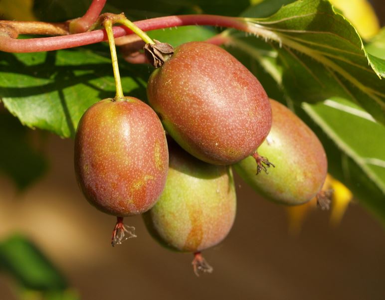 Young Kiwi fruits still have smooth skin