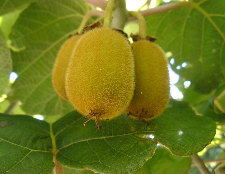 Young kiwi fruits with fury skin