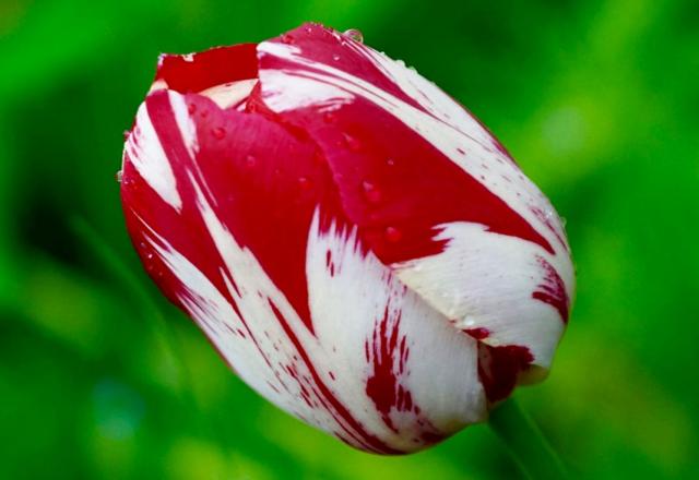 Tulip in Red & White Close-Up with Dew.JPG