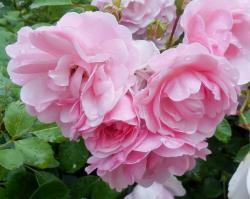 Close-up of Group of Pink Roses with Dew on the Petals.JPG