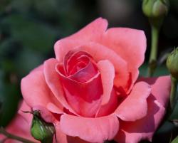 Light Red Rose Close-Up Photo.JPG