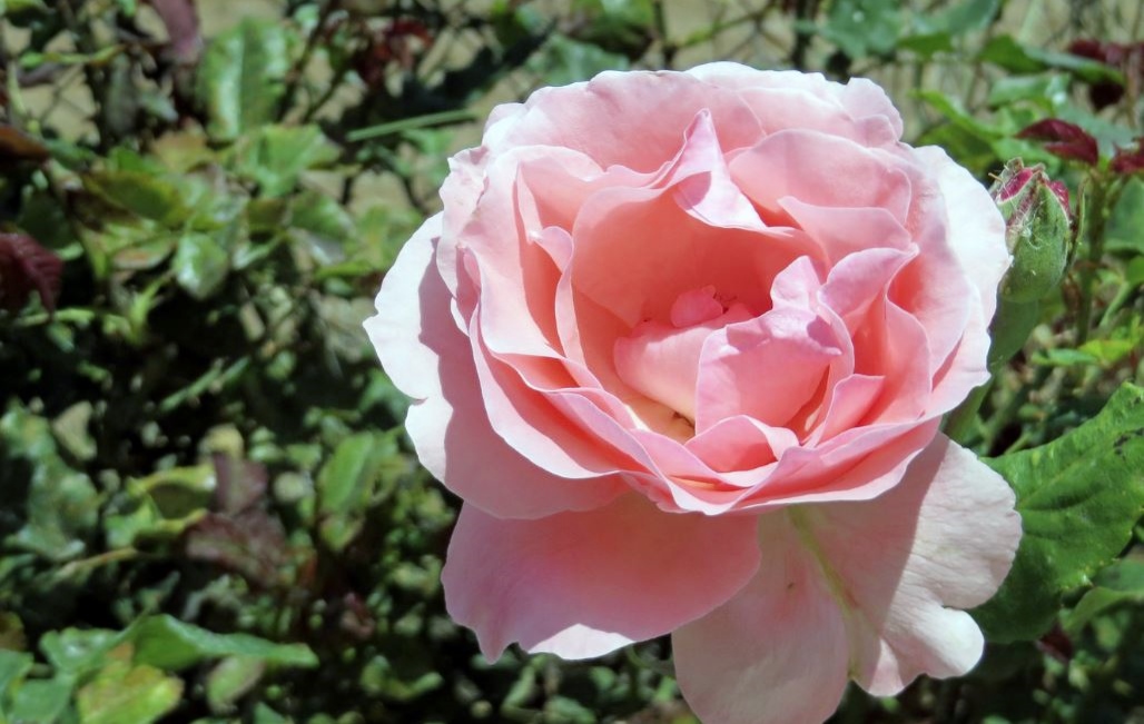 Full-Bodied Light Pink Rose.JPG