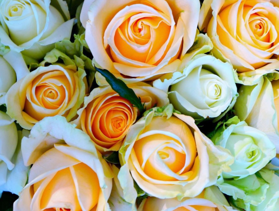 Bouquet of Roses in Pink and White Top View.JPG