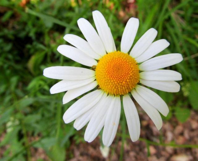 Large White Daisy Flower with Yellow-Orange Center.JPG