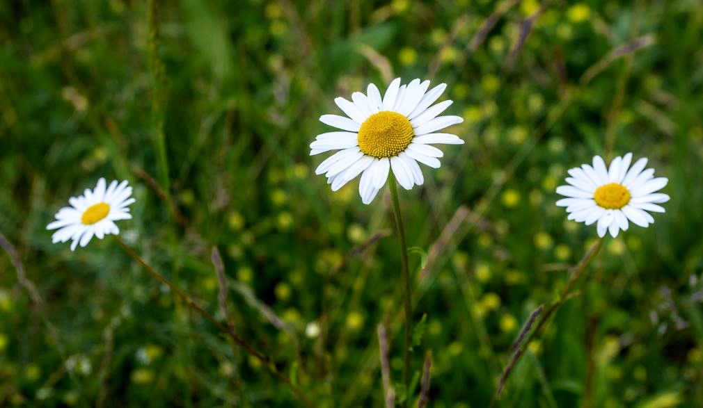 Trio of Daisy Flowers in a Field.JPG