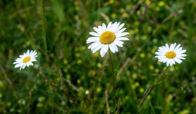 Trio of Daisy Flowers in a Field.JPG