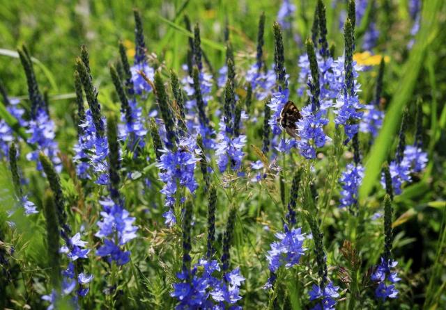 Group of Purple Mountain Wild Flowers.JPG