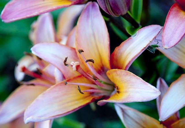 Light Pink Day Lily with Green Bug Visiting.JPG