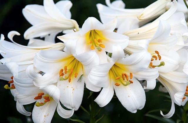 White Day Lilies with Orange Stamen.JPG