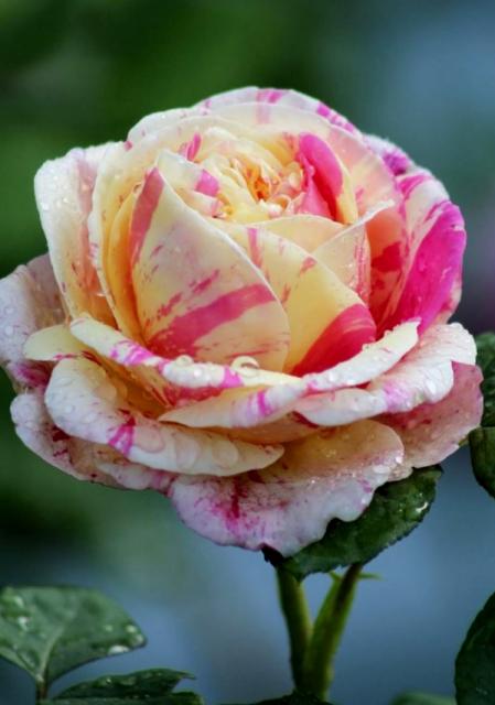 White & Pink Rose Close-Up with Dew Drops.JPG