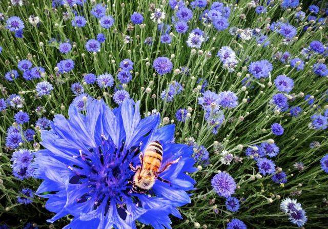 Field of Purple Wildflowers with Bee on One.JPG