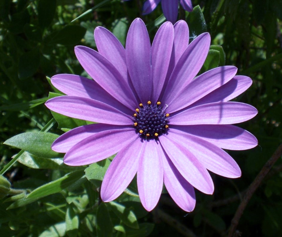 Pink Daisy with Dark Purple Center.JPG