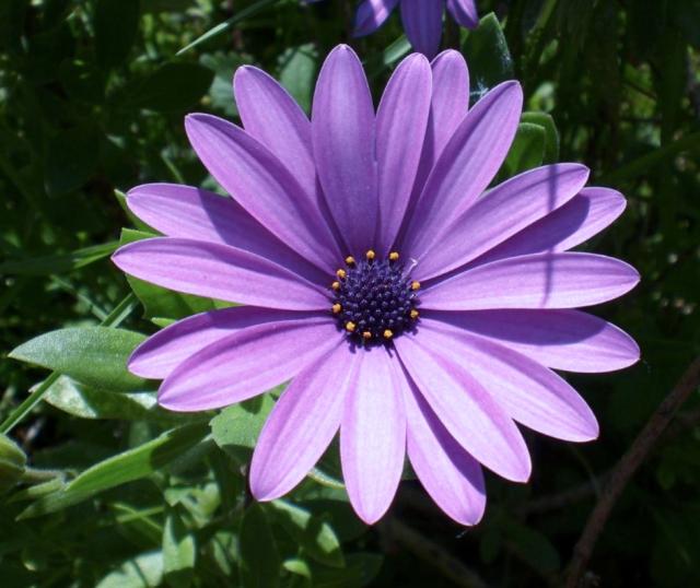 Pink Daisy with Dark Purple Center.JPG
