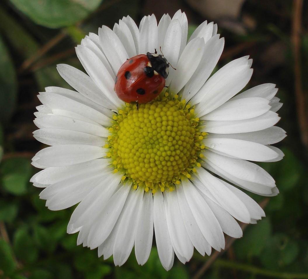 daisy flower photos.jpg