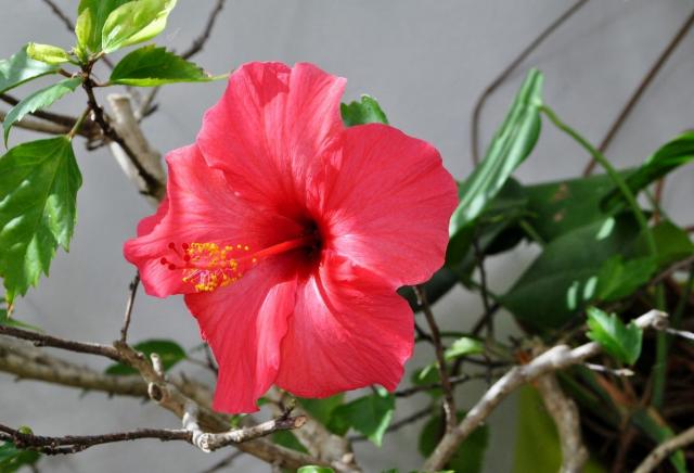 Bright Red Hibiscus Flower with Branches & Leaves in Background.JPG