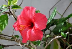 Bright Red Hibiscus Flower with Branches & Leaves in Background.JPG