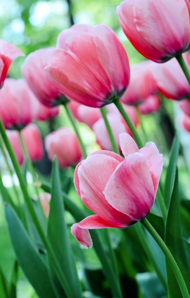 Pink Tulips Group in the Garden.JPG