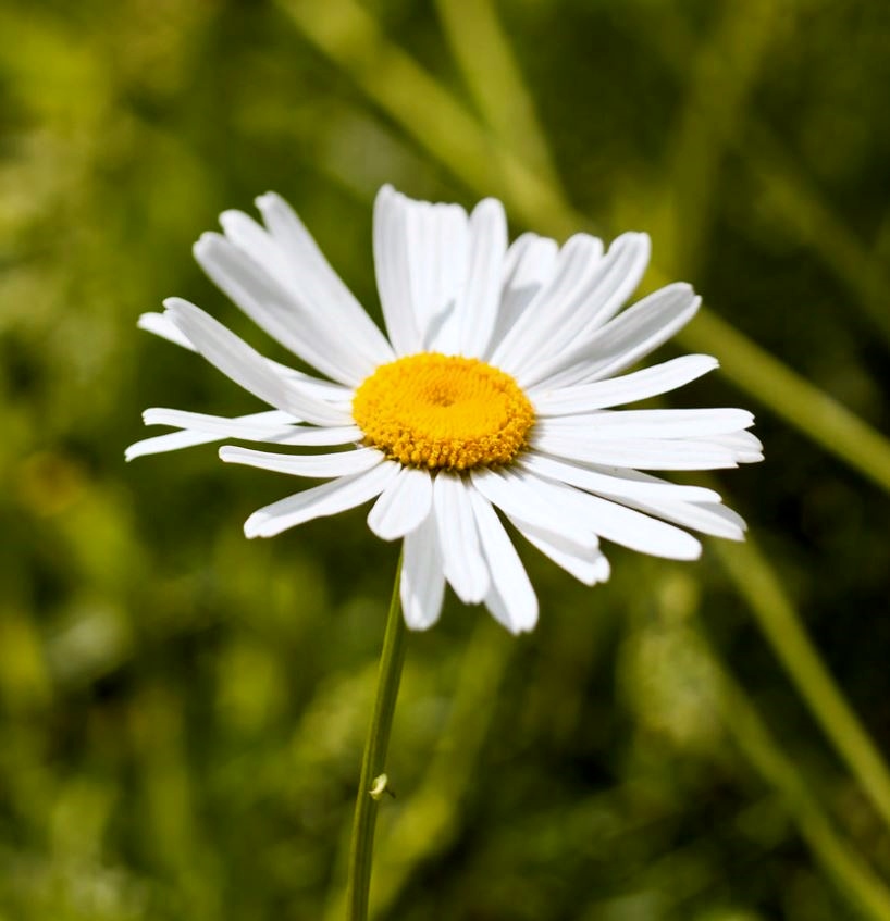 White Daisy with Blurred Green Background.JPG
