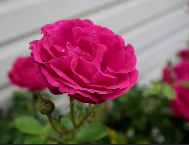 Hot Pink Rose with Many Petals.JPG