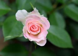 Small Light Pink Rose with Green Leaves in the Background.JPG