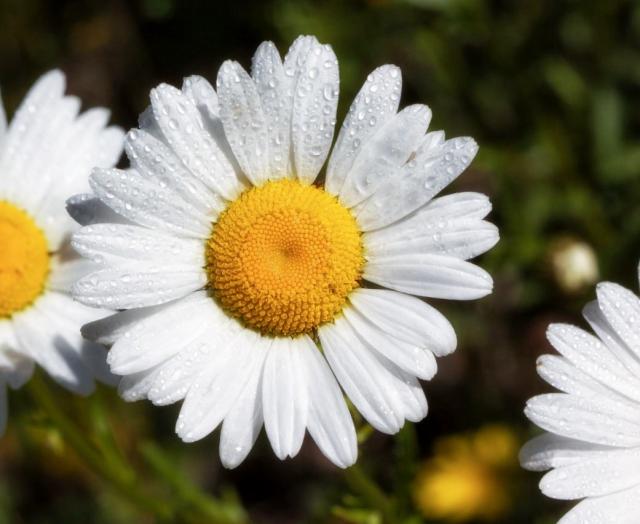 White Daisy Flower Close-Up with Dew Drops & Yellow Center.JPG