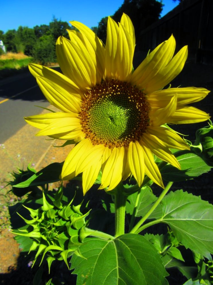 Large Sunflower with Green Center.JPG