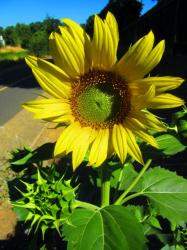 Large Sunflower with Green Center.JPG