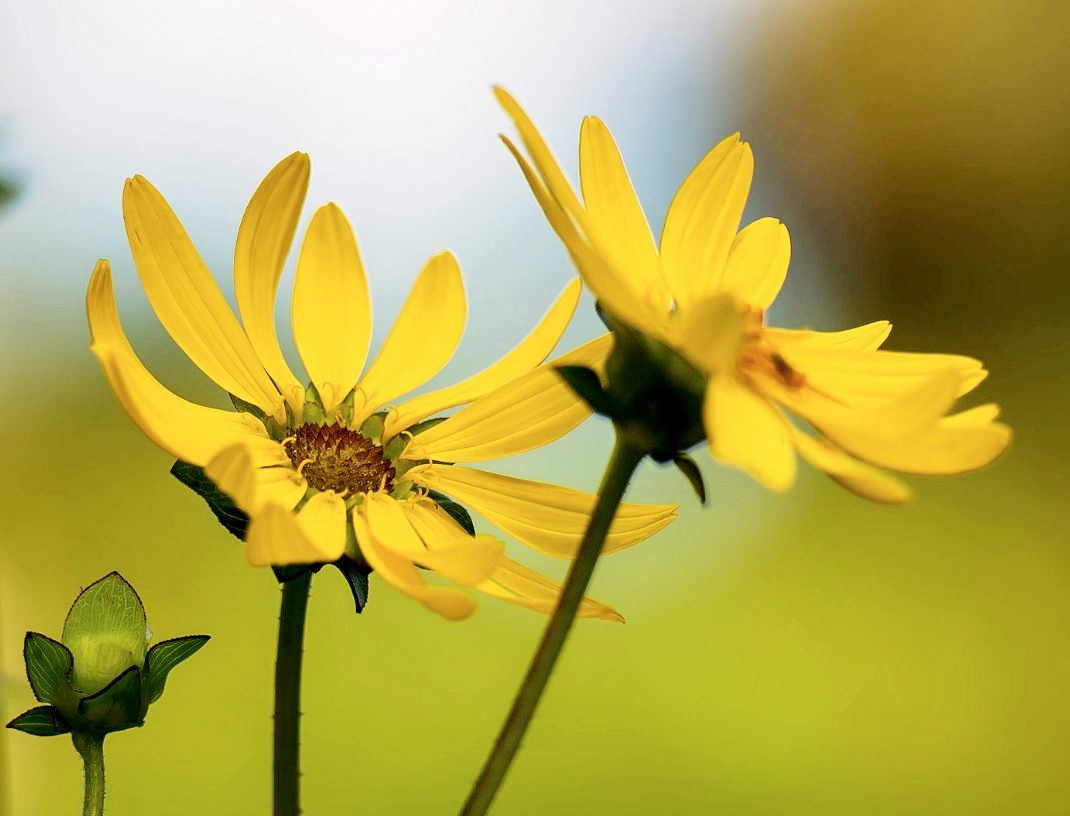 2 Yellow Daisies Bright & Vibrant.JPG
