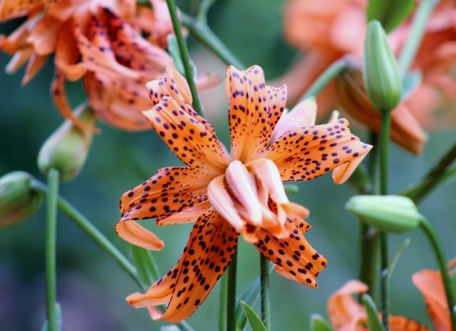 Black Spotted Orange Daylily.jpg