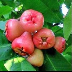Wax Jambu Tree