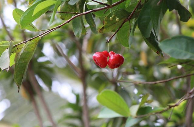 Beautiful Asian fruits picture of Wax Jambu fruits