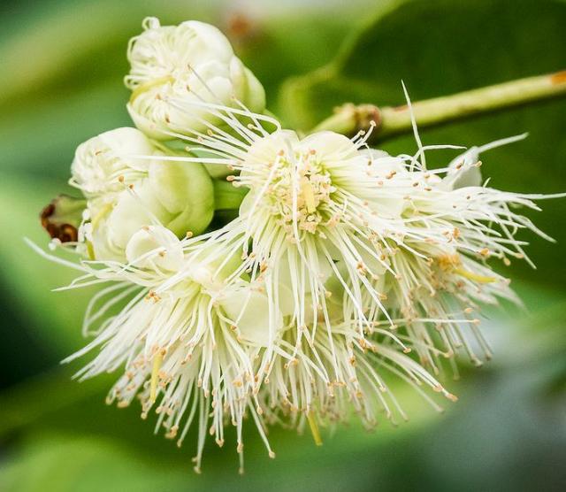 Beautiful fruit tree flowers picture of Wax Jambu flower in white