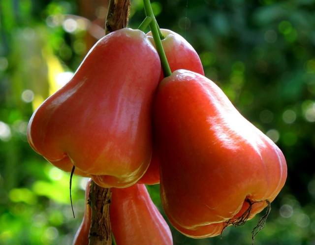 Beautiful tropical fruits photo of Wax Jambu tree