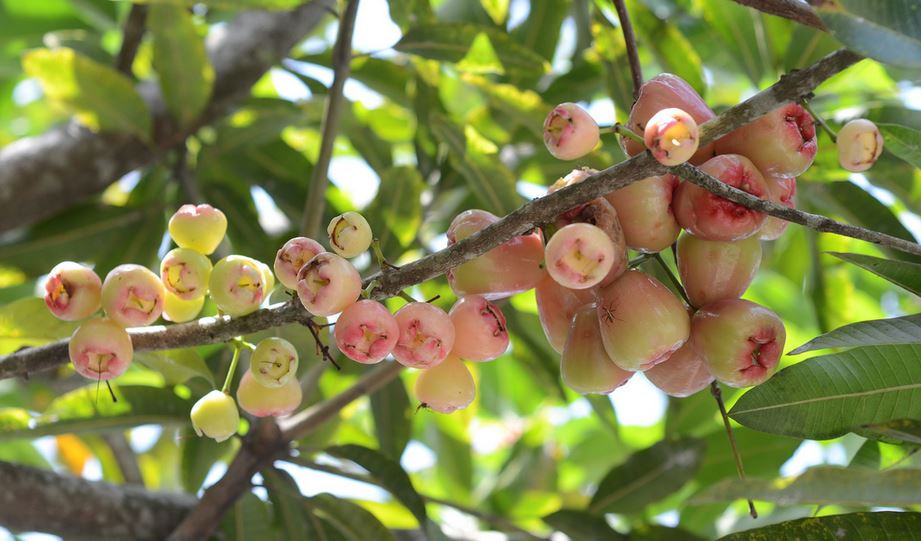 Pink Wax Jambu tree picture