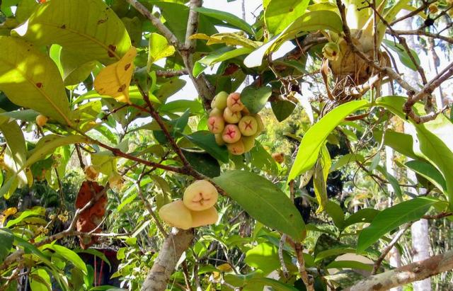 Tropical fruit tree picture of wax jambu fruits