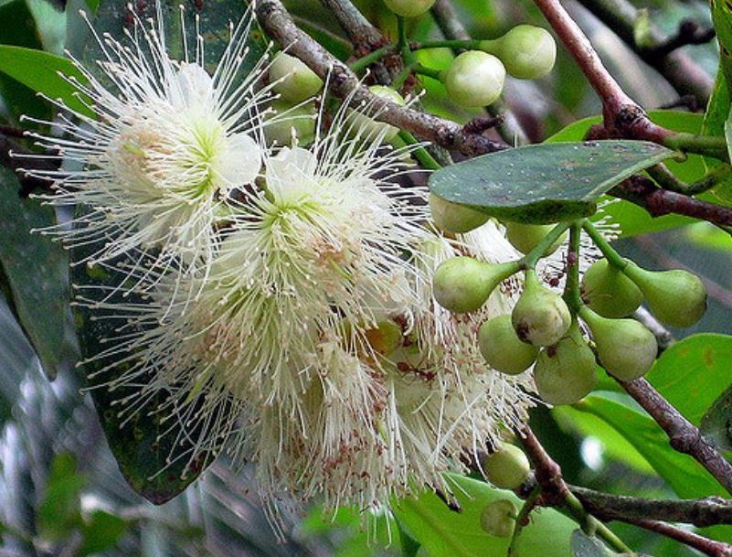 Wax Jambu flowers with Wax Jambu buds picture