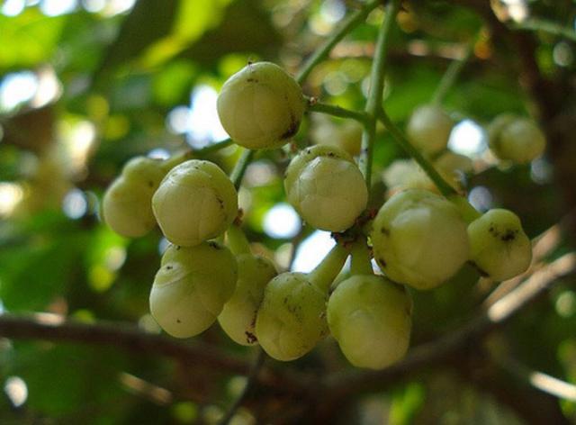 Wax Jambu tree with green Wax Jambu buds