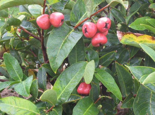Wax Jambu tree with red fruits