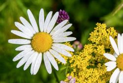 White Daisies with Dew Drops Next to Small Yellow Flowers.JPG