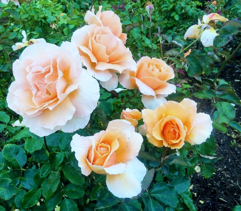Garden of Light Pink Roses.JPG