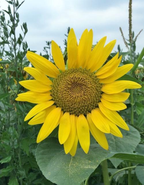Big Sunflower Among Green Leaves.JPG