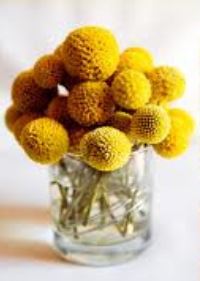 Yellow bulb flowers arrangement