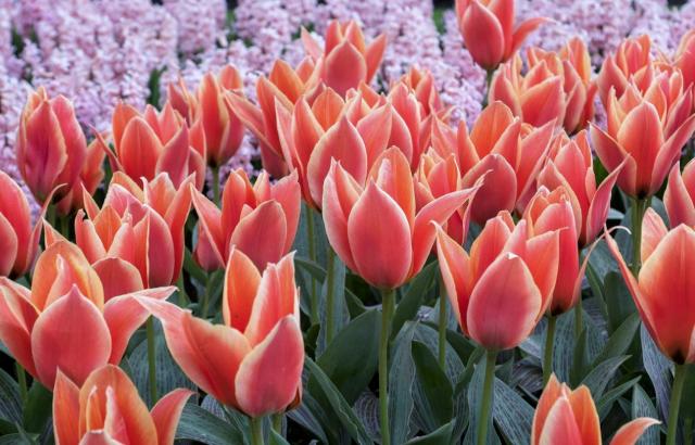Calypso Tulips in Bright Orange.JPG