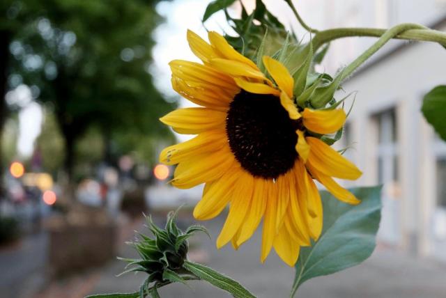 Yellow Daisy Cone flower in the City.JPG